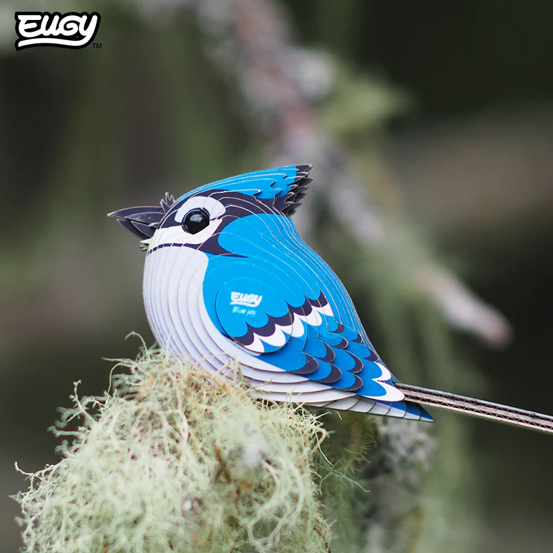 067 Blue Jay - Image 8